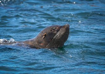 Fototapeta premium Lobo marino de dos pelos. retrato en el agua 