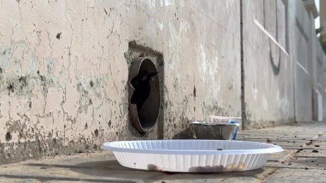 A brown tabby cat cautiously emerges from a hole in a worn concrete wall, approaching a dirty white food dish on a grey brick sidewalk, suggesting a scene of urban or stray animal life.