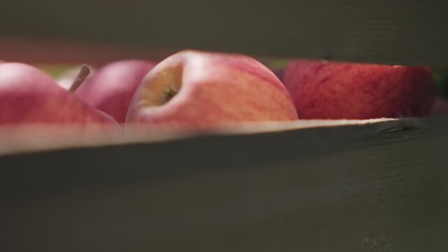 Close-up of ripe red apples in a wooden crate, natural light