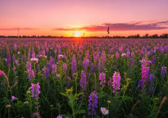 Fototapeta premium Vibrant purple wildflowers in a lush green field at sunset