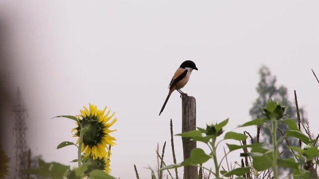 Long-tailed shrike bird perched on a wooden pole in a sunflower garden