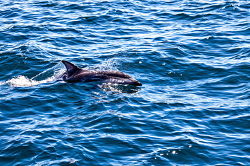 Fototapeta premium The Clymene dolphin (Stenella clymene) near Puerto Madryn in Argentina