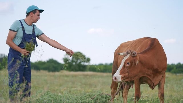 Farmer feeds grass to cow in pasture field outdoors. Man hand feeding cattle with fresh grass. Farmer caring for cow while feeding grass. Livestock eating from farmer hand in field. Rural farming.