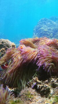 Beautiful underwater scene with colorful sea anemones and clownfish gently waving in the current. Filmed in clear tropical waters near Borneo, Malaysia.