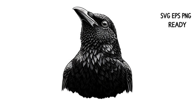 Black raven head illustration, vector, SVG, EPS, PNG