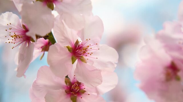 Almond blossom with delicate pink flowers in closeup, with pastel blue background and a gentle breeze moving the petals