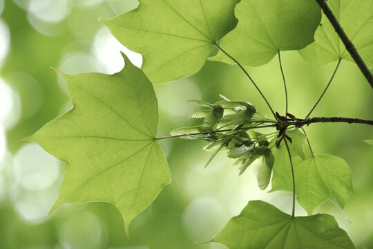 Painted maple (Acer pictum) Leaves and Young Fruit, Tohoku, Japan