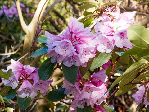 Rhododendron oreodoxa 'Fargesii' or P&egrave;re Farges rhododendron, ornamental shrub producing spectacular trusses of pink-lilac funnel-shaped flowers with long stamens above oblong glabrous leaves