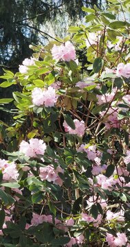 (Rhododendron oreodoxa) P&egrave;re Farges rhododendron shrub adorned with trusses of lilac-pink flowers, spotted purple above oblanceolate  dark green leaves on twigs swinging in the wind