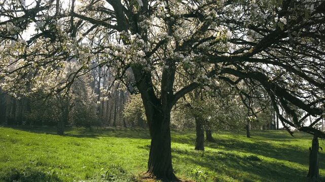 Beautiful blossoming tree on a meadow in spring, with slow movement toward the sun behind the branches