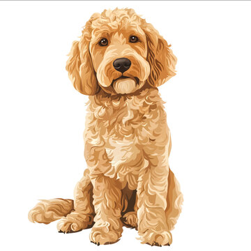 simple vector Goldendoodle clipart illustration white background vector art style simple design flat illustration no shadows