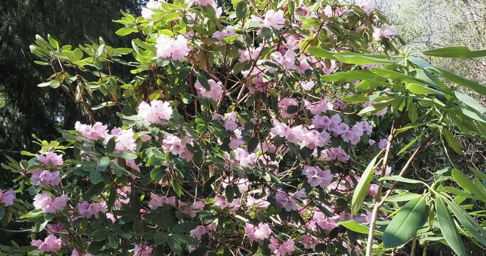 Rhododendron oreodoxa 'Fargesii' | P&egrave;re Farges rhododendron shrub bearing dark green leaves with dense  hairs under a profusion of pretty bell-shaped pink flowers in short racemes on stout stems