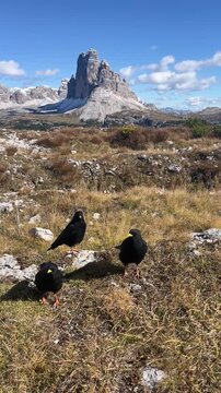 4K Vertical Video of Alpine Choughs with Tre Cime di Lavaredo &ndash; Dolomites Wildlife Scene