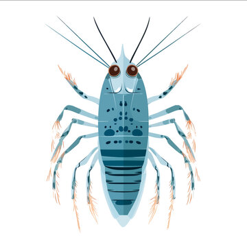 simple vector copepod clipart illustration white background vector art style simple design flat illustration no shadows