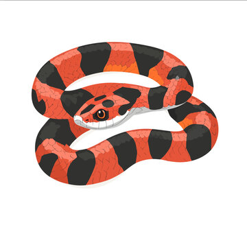 simple vector coral snake clipart illustration white background vector art style simple design flat illustration no shadows