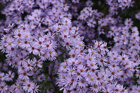 Close up of masses of purple aster flowers in a garden