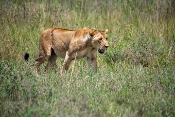 Obraz premium Lioness in green bushland at the Nairobi National park in Kenya