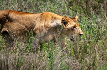 Fototapeta premium Lioness in green bushland at the Nairobi National park in Kenya
