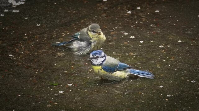 Blue tit birds dabble and splash in water. A bird and its young enjoy a bath in summer, then take off. 