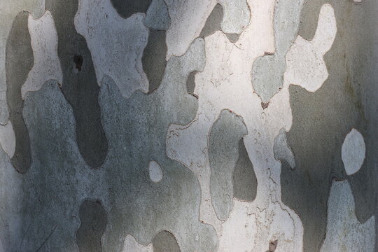 Close up of plane tree bark