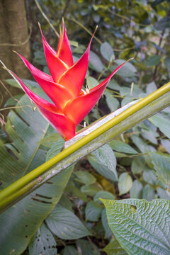 Heliconia Caribaea or red balisier, typical flower in Martinique 