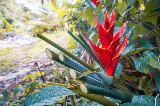 Heliconia Caribaea or red balisier, typical flower in Martinique 