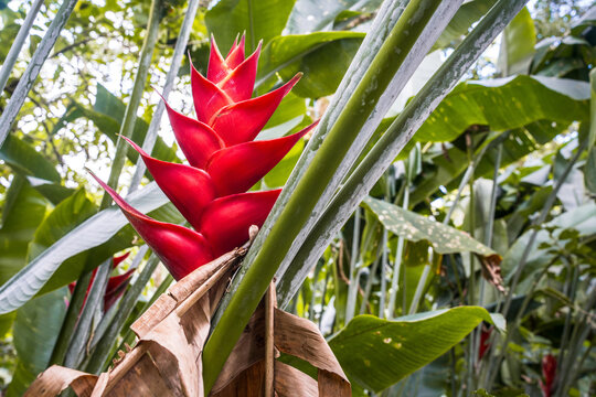 Heliconia Caribaea or red balisier, typical flower in Martinique 