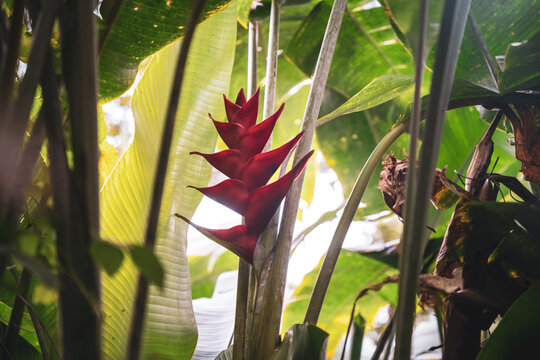 Heliconia Caribaea or red balisier, typical flower in Martinique 