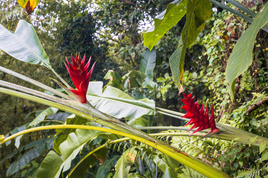 Heliconia Caribaea or red balisier, typical flower in Martinique 