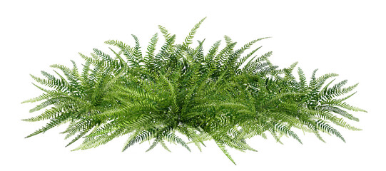 High-resolution image of lush green fern foliage, isolated on a clean background, showcasing sharp details and vibrant natural texture—perfect for nature, botanical, and de © Saharattaphum