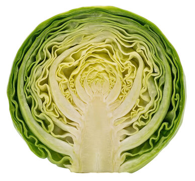 A detailed cross section of a fresh green cabbage showing the intricate layers of internal leaves isolated on transparent background
