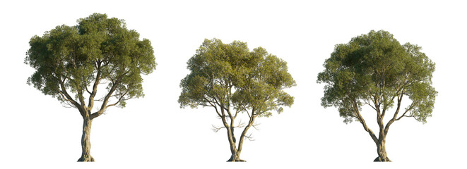 Naklejka premium Melaleuca linariifolia (snow-in-summer, narrow-leaved paperbark, flax-leaved paperbark) isolated PNG on a transparent background premium nature cutout