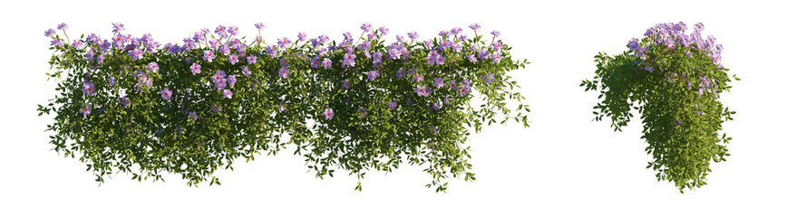 Naklejka premium hanging flowers (trailing flowers, cascading blooms, flowering vines) isolated PNG on a transparent background premium nature cutout