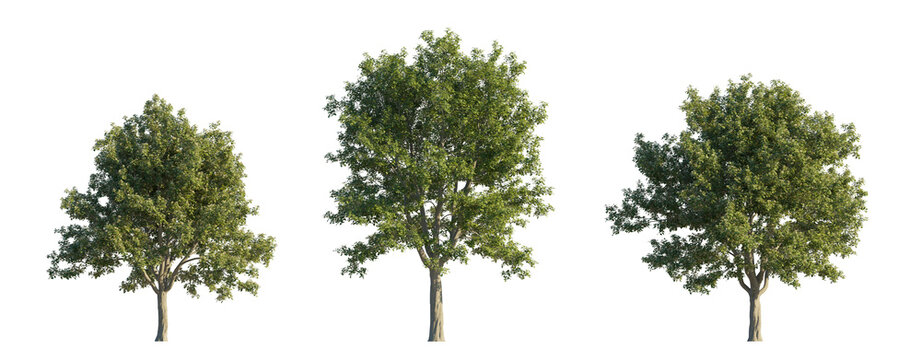 sorbus aria (whitebeam, common whitebeam, chess apple) isolated PNG on a transparent background premium nature cutout