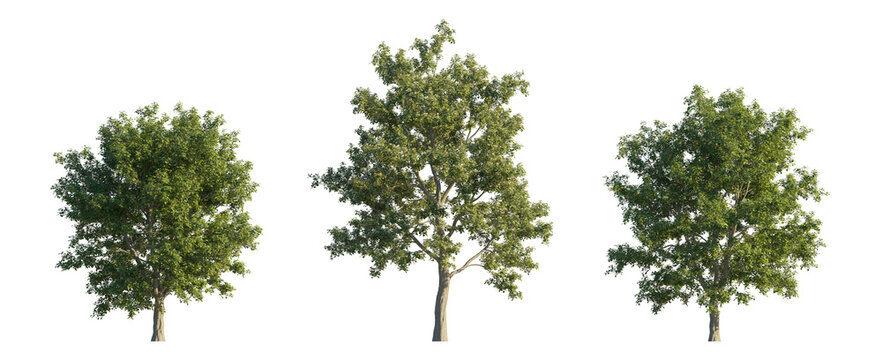 sorbus aria (whitebeam, common whitebeam, chess apple) isolated PNG on a transparent background premium nature cutout