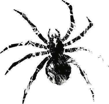 Black spider silhouette with striped legs isolated on white background