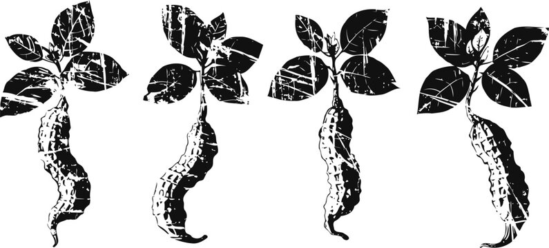 Four hand drawn peanut plant sketches with roots and leaves isolated on white background