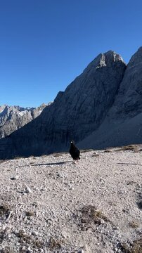 Wild Alpine Choughs on Rocky Peaks of the Dolomites &ndash; 4K Vertical