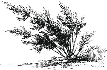Obraz premium Black and white ink illustration of a wild grass bush on sandy ground with detailed leaves and shadows