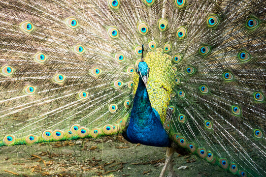 Pfau
