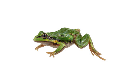 Obraz premium Green Frog Side View Isolated Black