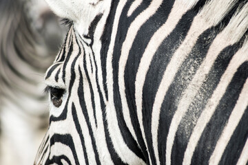 Zebra © MartinFreinschlag