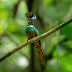 Fototapeta premium bird with butterfly