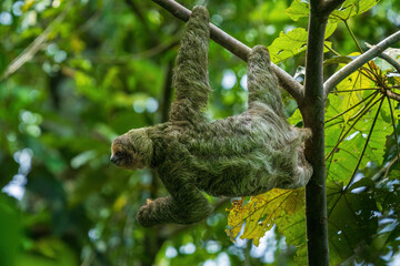 Fototapeta premium sloth