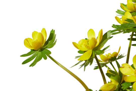 bright yellow blooming winter aconite flowers isolated on white or transparent png