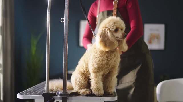 A person grooms a dog in a shop. The groomer uses clippers while the dog sits on a table. The setting is a well-lit grooming area. Tools are arranged neatly nearby.