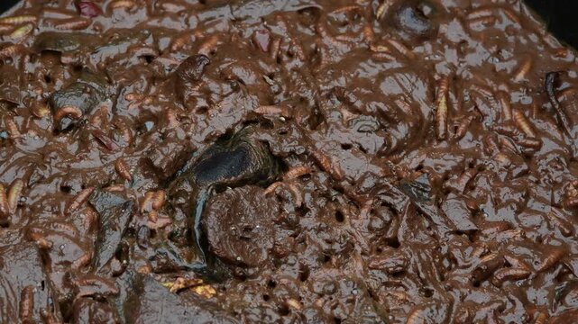Maggot, Fly larvae, eating food waste of household garbage.