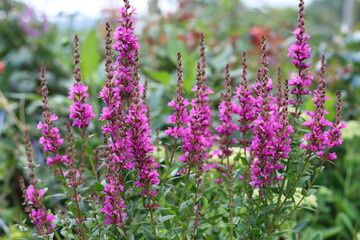 Obraz premium Purple loosestrife or lythrum salicaria in a cottage garden