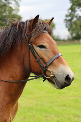 Fototapeta premium Exmoor pony wearing a bridle