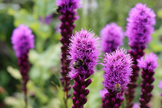 Bumblebees on deep pink spikes of liatris in a garden
